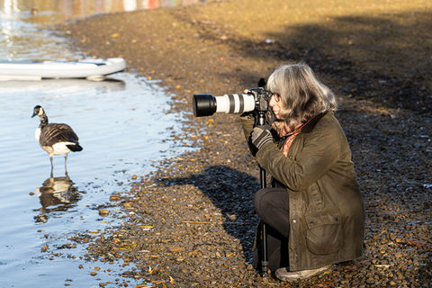 Woman photographing goose by lake