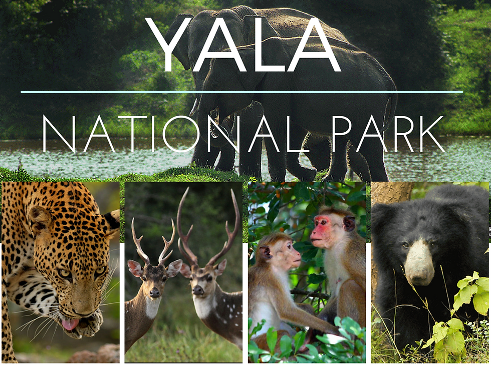 YALA NATIONAL PARK