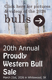 Website Bull Sale Ad - click for pictures (1) copy.jpg