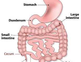 How does our gut health affect our Mental Health?