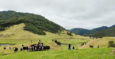 The working farm, moving the cattle