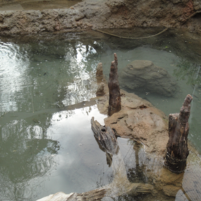 Otter Exhibit