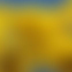 Ipês Blossoming Season in Brasilia