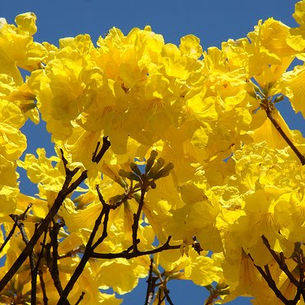 Ipês Blossoming Season in Brasilia