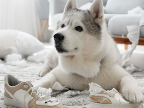 Tough times - please don't give up on your dog. We are here to help you...