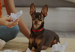 Dog Behavioural Modification Consult (6)
