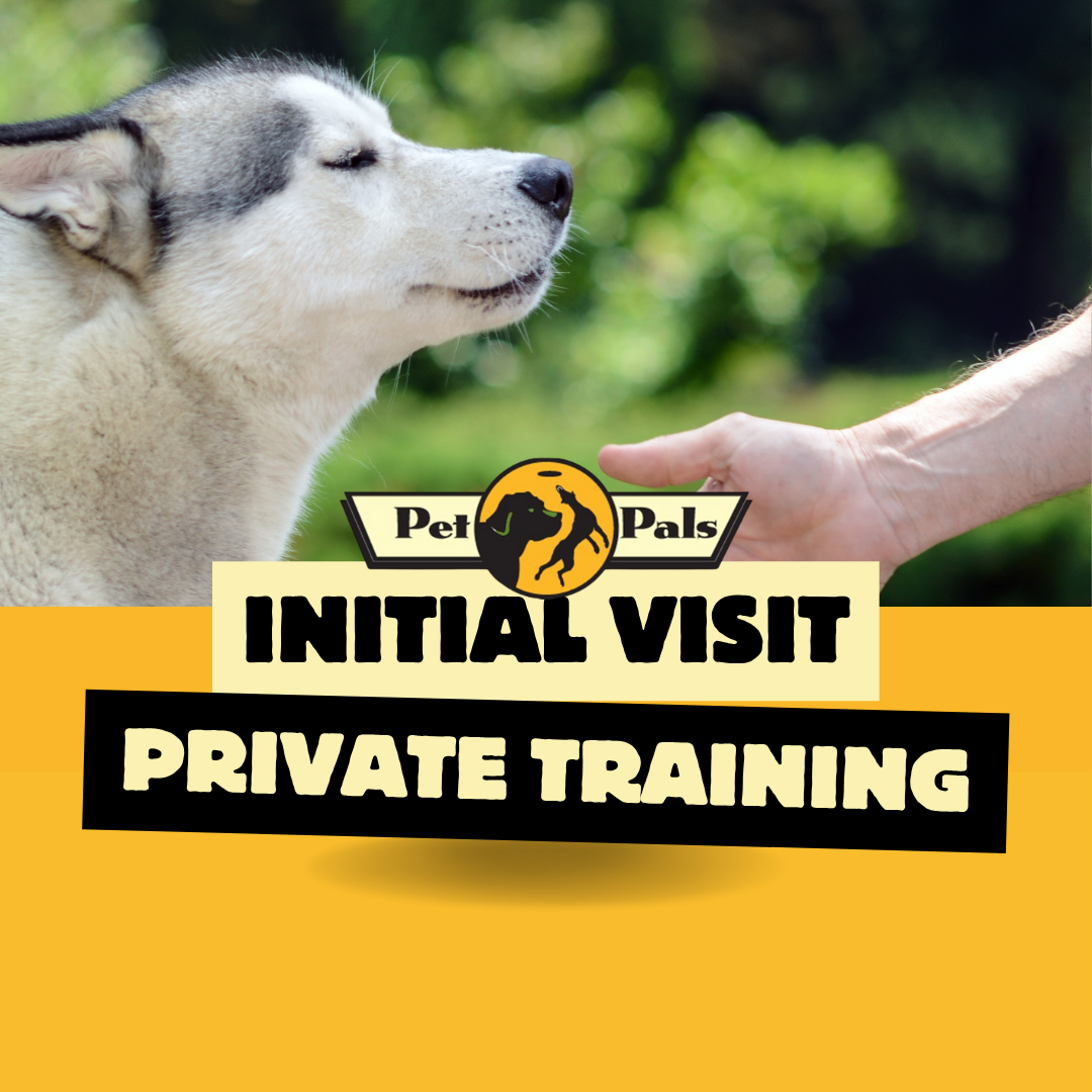 90 Minute Private Dog Training First Consultation