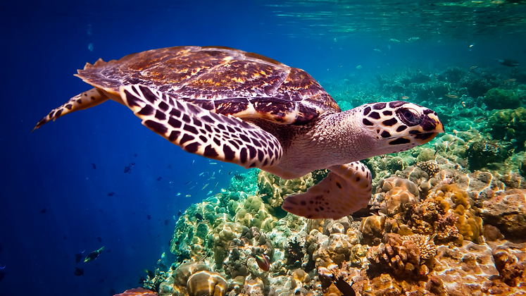 Turtle Swimming in Costa Rica