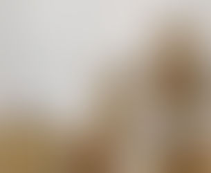 Relocating Dogs & Cats to the UK & EU