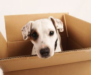Relocating Dogs & Cats to Brazil