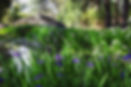 water garden plants sydney.jpg