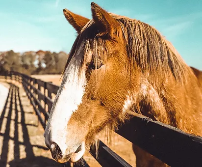 Horse Standing at Fence.webp
