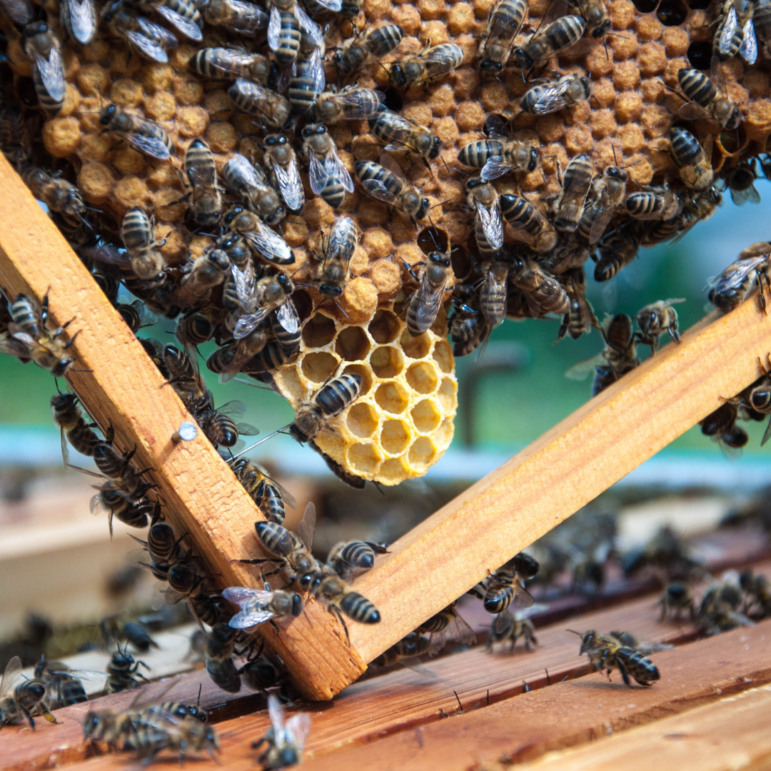 5 frame Summer nucleus