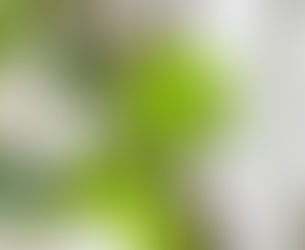 Lonomia Obliqua – Most Poisonous Caterpillar in the World