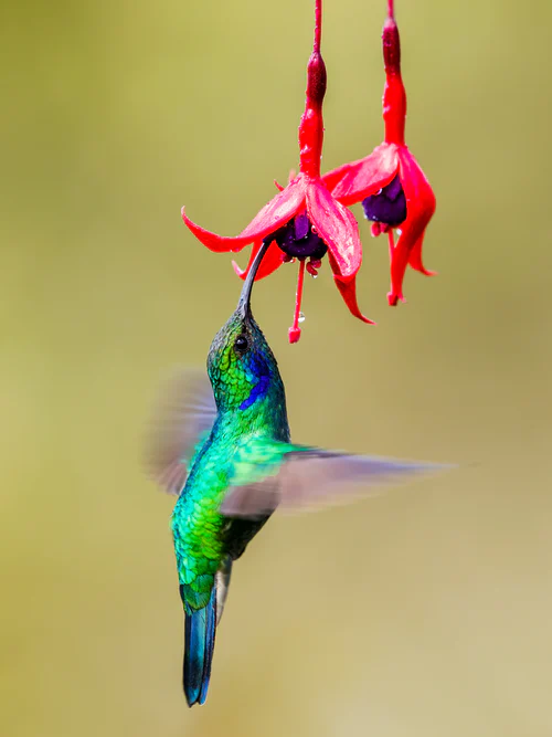 humming bird