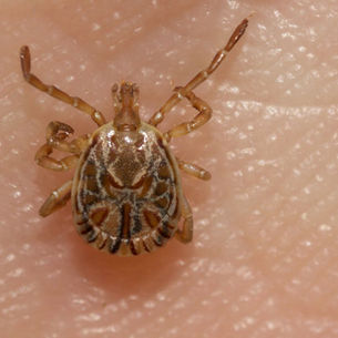 Ticks Around Brasília and Lake Paranoá