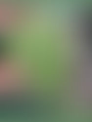 一個佈滿小孔的蓮蓬頭特寫,一位精神科醫生建議有密集恐懼症狀的患者尋求專業諮詢。