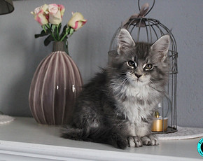 riviera coon chaton femelle maine coon 1.jpg