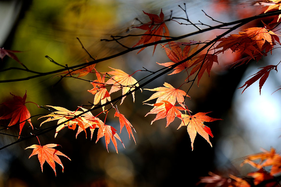 黄葉 Maple