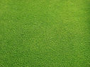Grassy Field