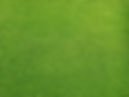 Grassy Field
