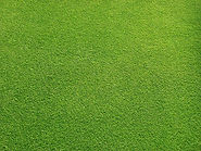 Grassy Field