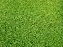 Grassy Field
