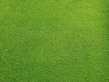 Grassy Field