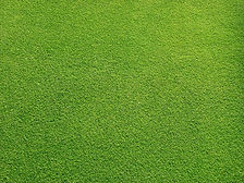 Grassy Field