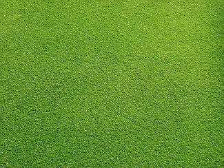 Grassy Field