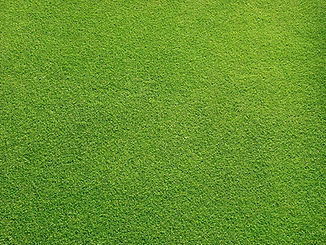 Grassy Field