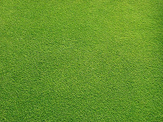 Grassy Field