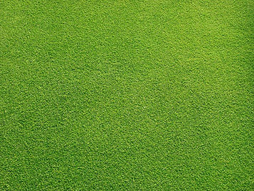 Grassy Field