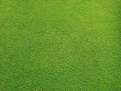 Grassy Field