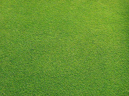 Grassy Field