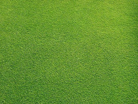 Grassy Field