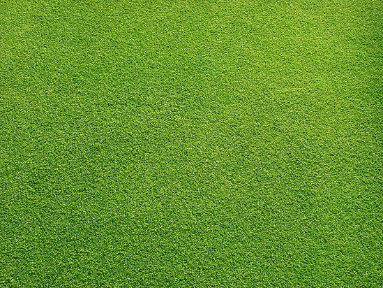 Grassy Field