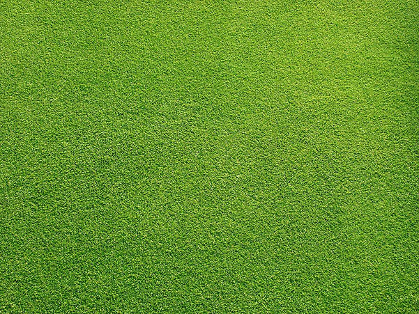 Grassy Field