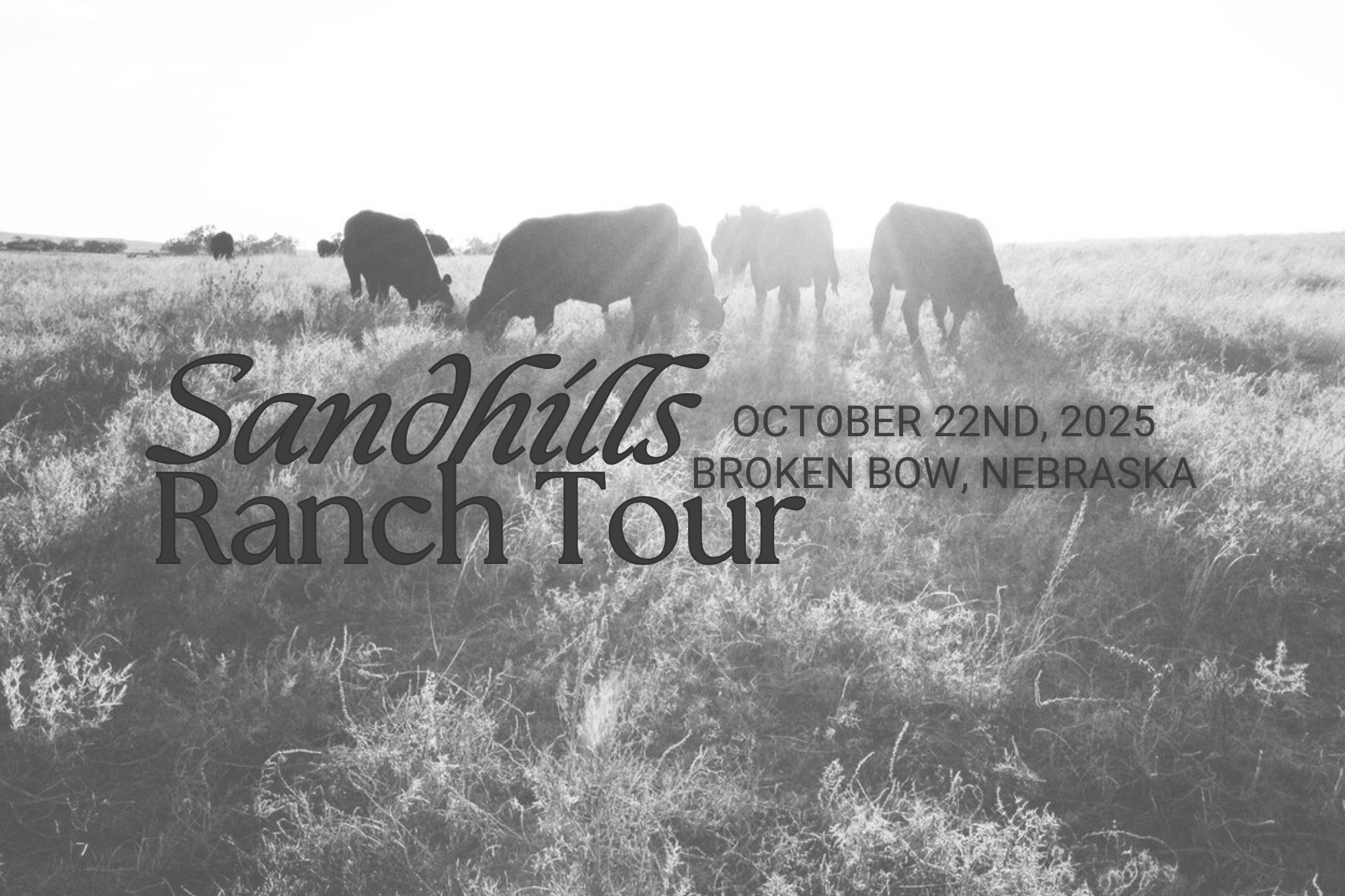 Sandhills Ranch Tour | Sandhills Cattle