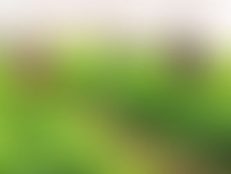 De la informalidad a la formalidad: joven agricultor de Sonsonate fortalece su negocio junto a Walmart 