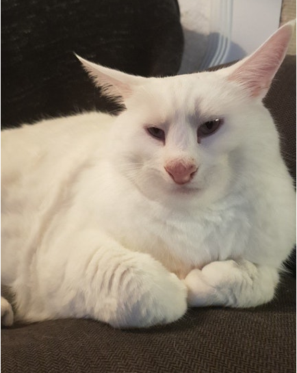 NowSheWrites, SnapCatFilters, Snapchat cat, Social Media bots