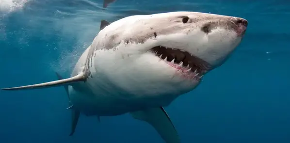Ecology education and research improvement : the best way for Shark and Sea protection