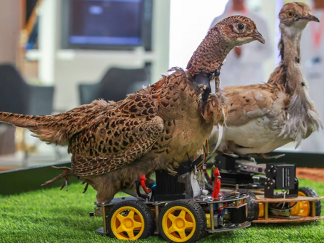 Robo-Birds to the Rescue: Can High-Tech Decoys Save Endangered Houbaras?