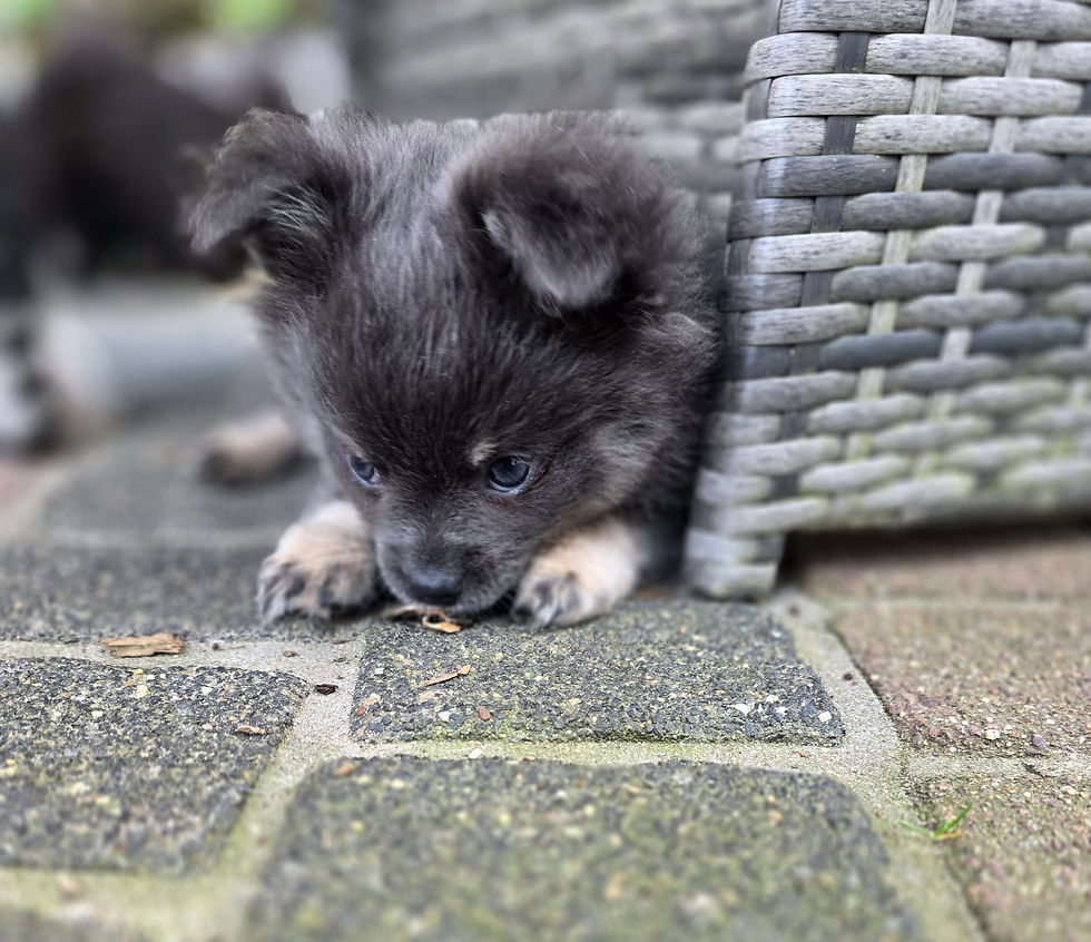 Miniaturbild: 2 von 4 Pomchi Jungs mit AT suchen noch 