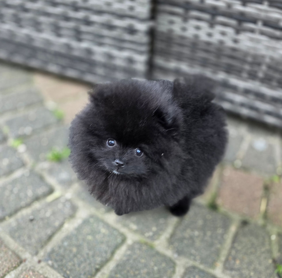 Miniaturbild: Reinrassige Pomeranian mit Ahnentafel