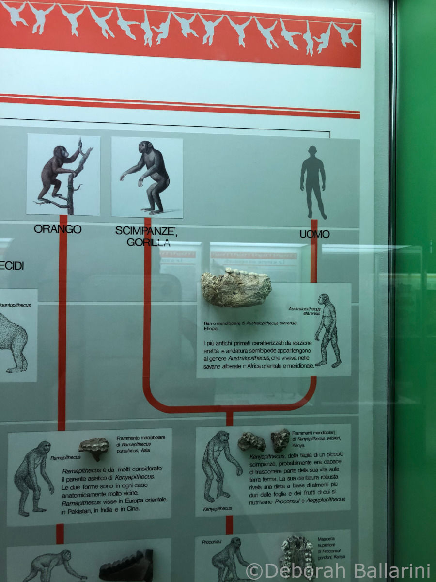 Panel de la Historia natural del hombre