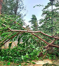 La violence d'un cyclone en Martinique