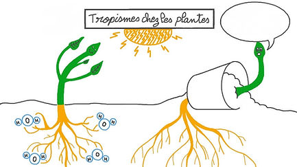 Les « tropismes » dans la nature : site Nagwa.com