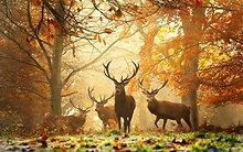 L'inquiétude animale"