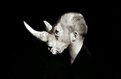 rhinocérite.jpg